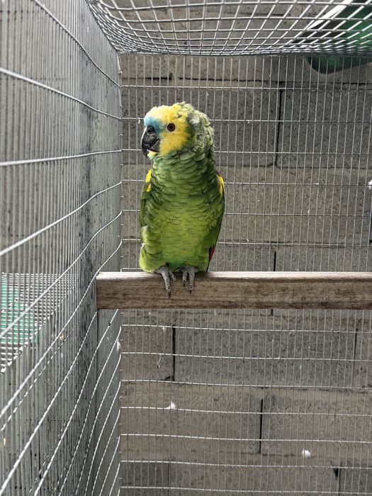 Amazona Aestiva Xanthoperyx Macho reprofutor 09