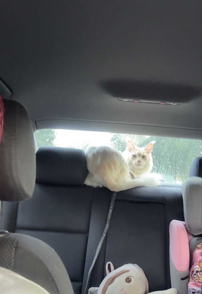 Kotka maine coon