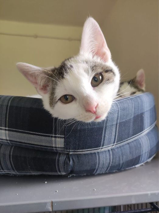 Lena i Lutek kot koty kociaki do adopcji oddam