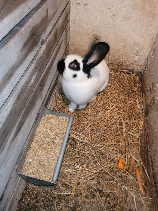 Srokacz olbrzymi samiec