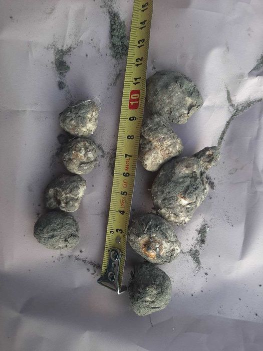 Продаю свої дрібні клубні кали білої. Калла біла. Кала. Калли