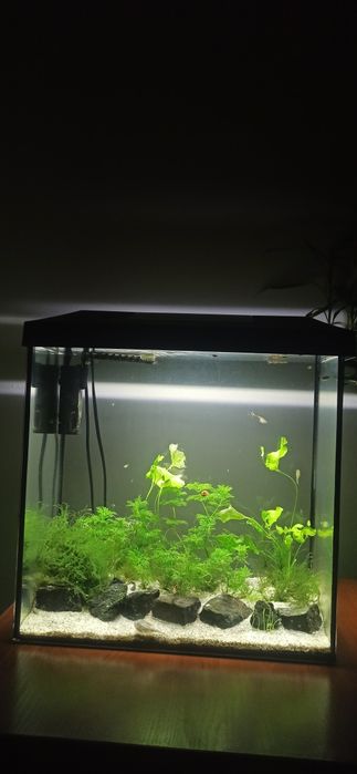 Akwarium Aquael 40 litrów zestaw
