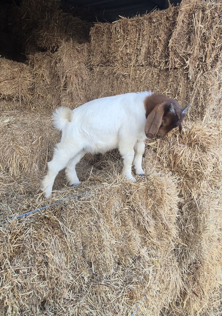 Cabrito boer puro