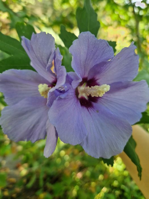 Саджанці різних дерев