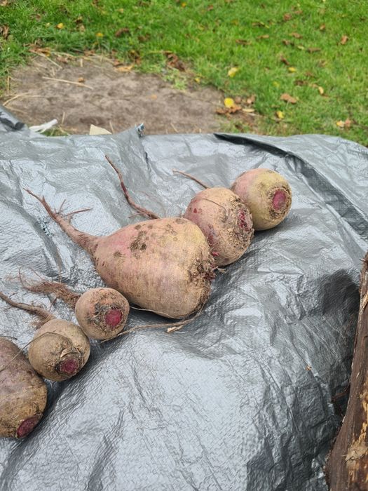 Sprzedam buraczki ćwikłowe 2.50 zł 1 kg. I prasę