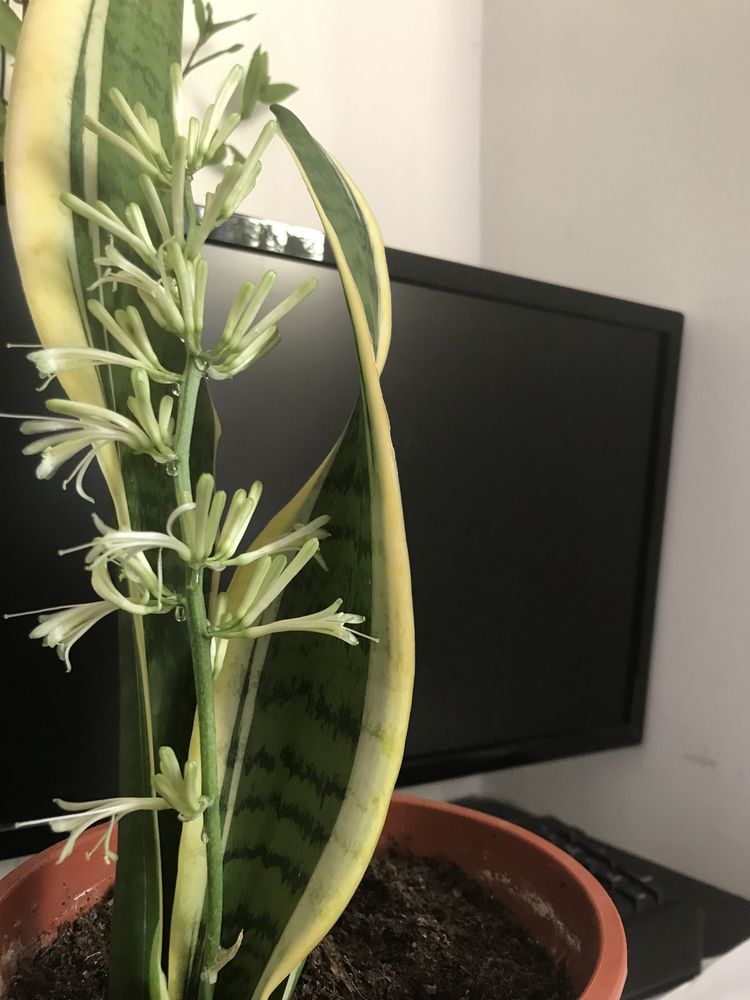 Okazja !Sanseveria gwinejska tz. ,,języki teściowej”