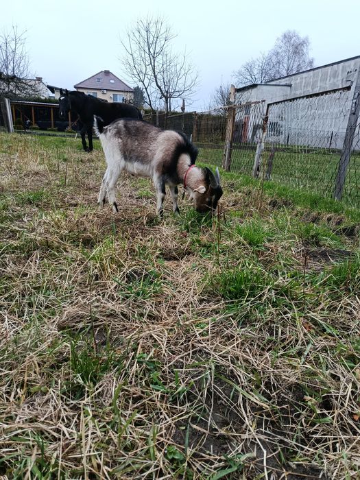 Kozioł koziołek cap capek koza