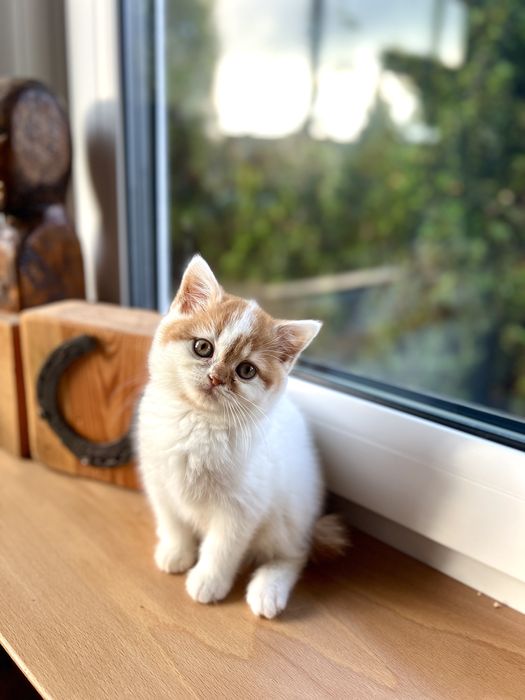 Kotka Brytyjska Bicolour WCF