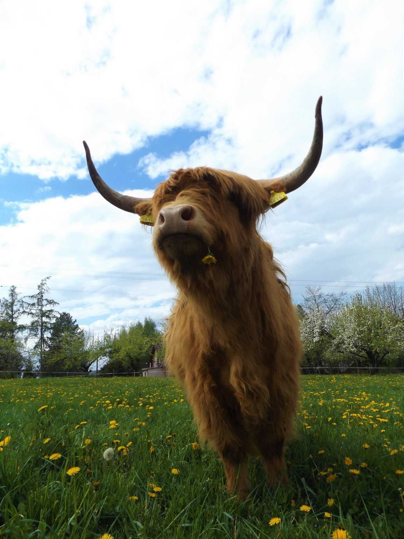 Highland cattle, 2 krowy, agroturystyka, wymiana