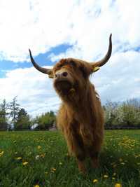 Highland cattle, 2 krowy  + cielak, agroturystyka, wymiana