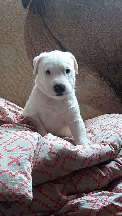 Стандартний бультрєр хлопчик МЕТИС