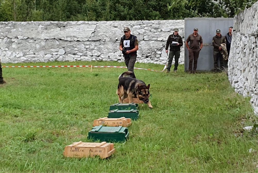 Цуценята німецької вівчарки