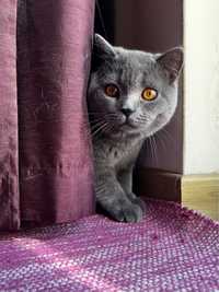 British shorthair macho azul