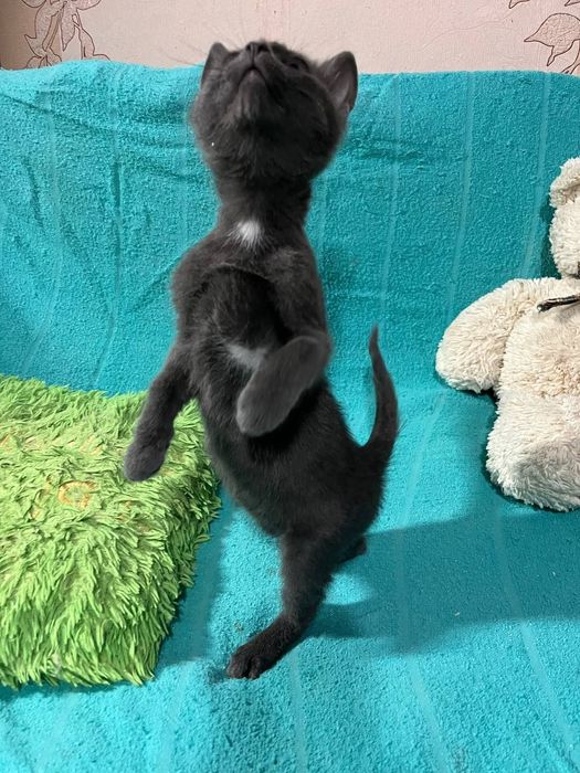 Отдам даром в добрые руки серого котенка