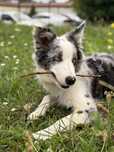 Sprzedam Border Collie
