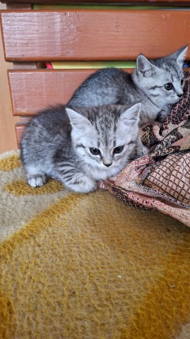 Порода шиншила дівчинка