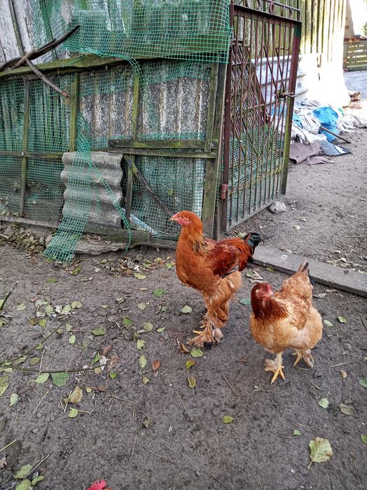 Sprzedam Koguty Brahma, Kochin, krzyżówka nioski