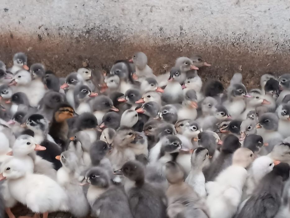 Kaczki od 2 do 6 tygodni  biegusy,mulard,maximus,dworka,pekin .