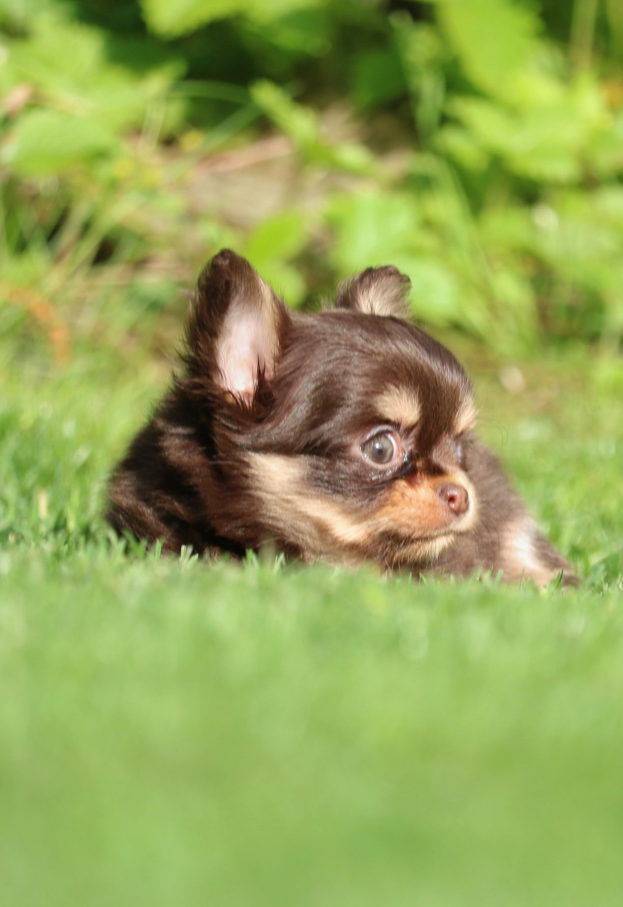 Przepiękna czekoladowa, podpalana, długowłosa suczka Chihuahua