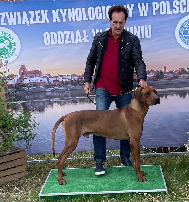 Rhodesian Ridgeback Likwidacja Hodowli Młodzieżowy Champion Polski FCI