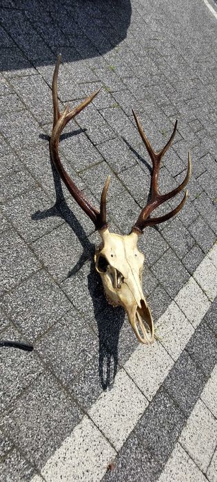 Poroże, wieniec jelenia z czaszką