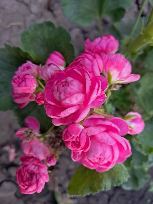 Пеларгонія Династія Даджи