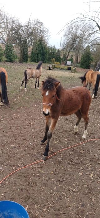 Sprzedam kuce walijskie- redukcja stada