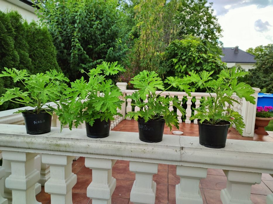 Geranium Anginka