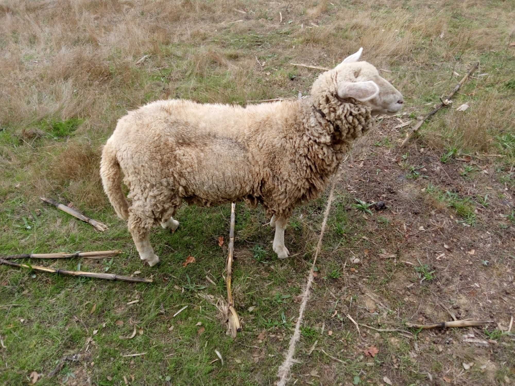 Vendo borrega e cabra