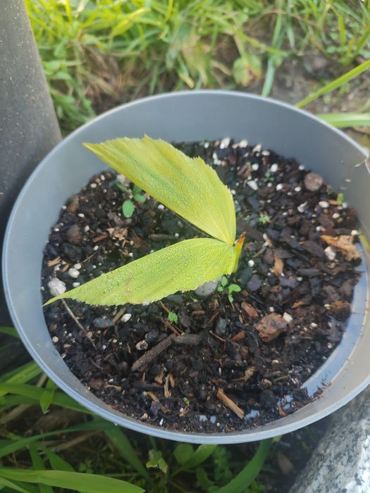 Palmeira Caryota maxima himalaya
