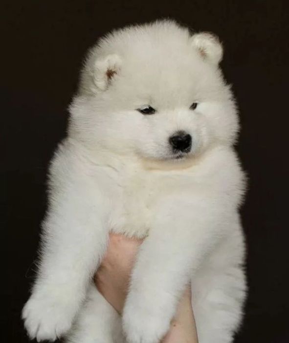 Szczeniak Samoyed gotowy do odbioru