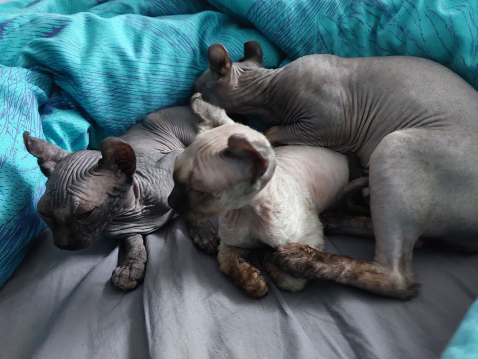 Эльфы мальчик и девочка.