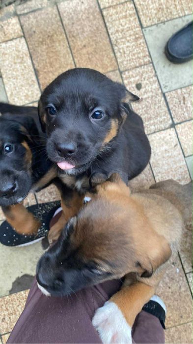 Oddam Pieski w dobre ręce