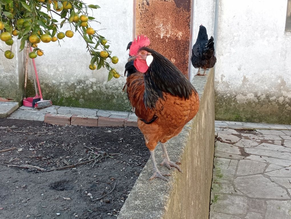 Vários Galos para venda