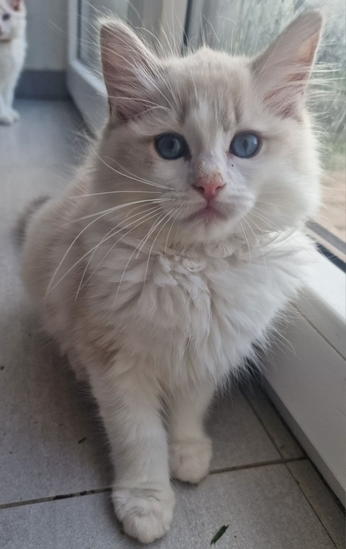 Kotka Ragdoll blue bicolor lynx