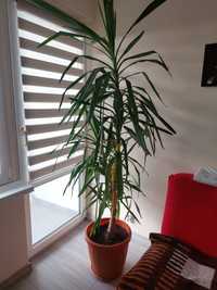 Duży kwiatek  palma  około  2 metry