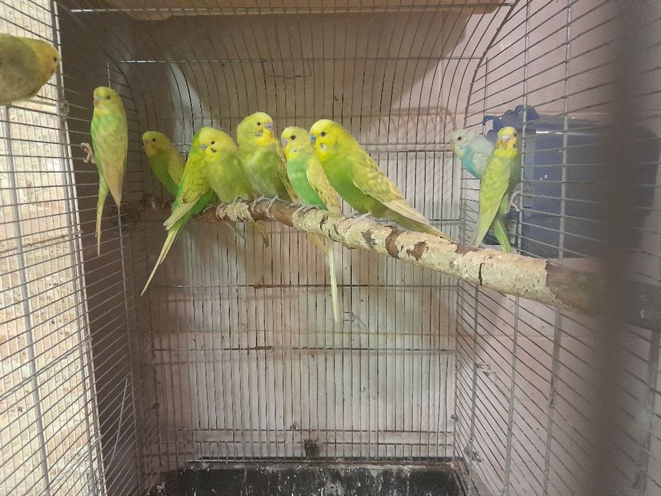 Papugi faliste mlode