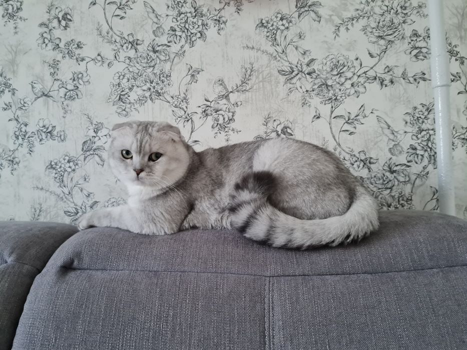 Шотландский кот вязка, серебристая шиншилла вязка, вислоухий кот