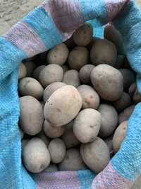Sadzeniaki ziemniaki Ricarda