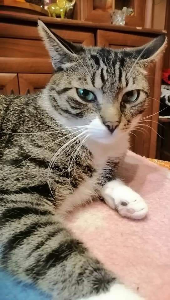 Do adopcji Aslan.