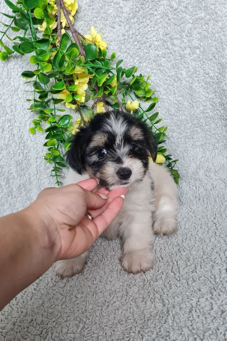 Yorkshire Beiwer mini de qualidade