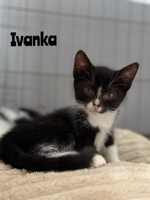 Tolik, Wania i Ivanka - małe kotki do adopcji