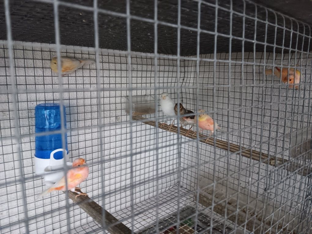 Vendo gaiolas em rede e canários