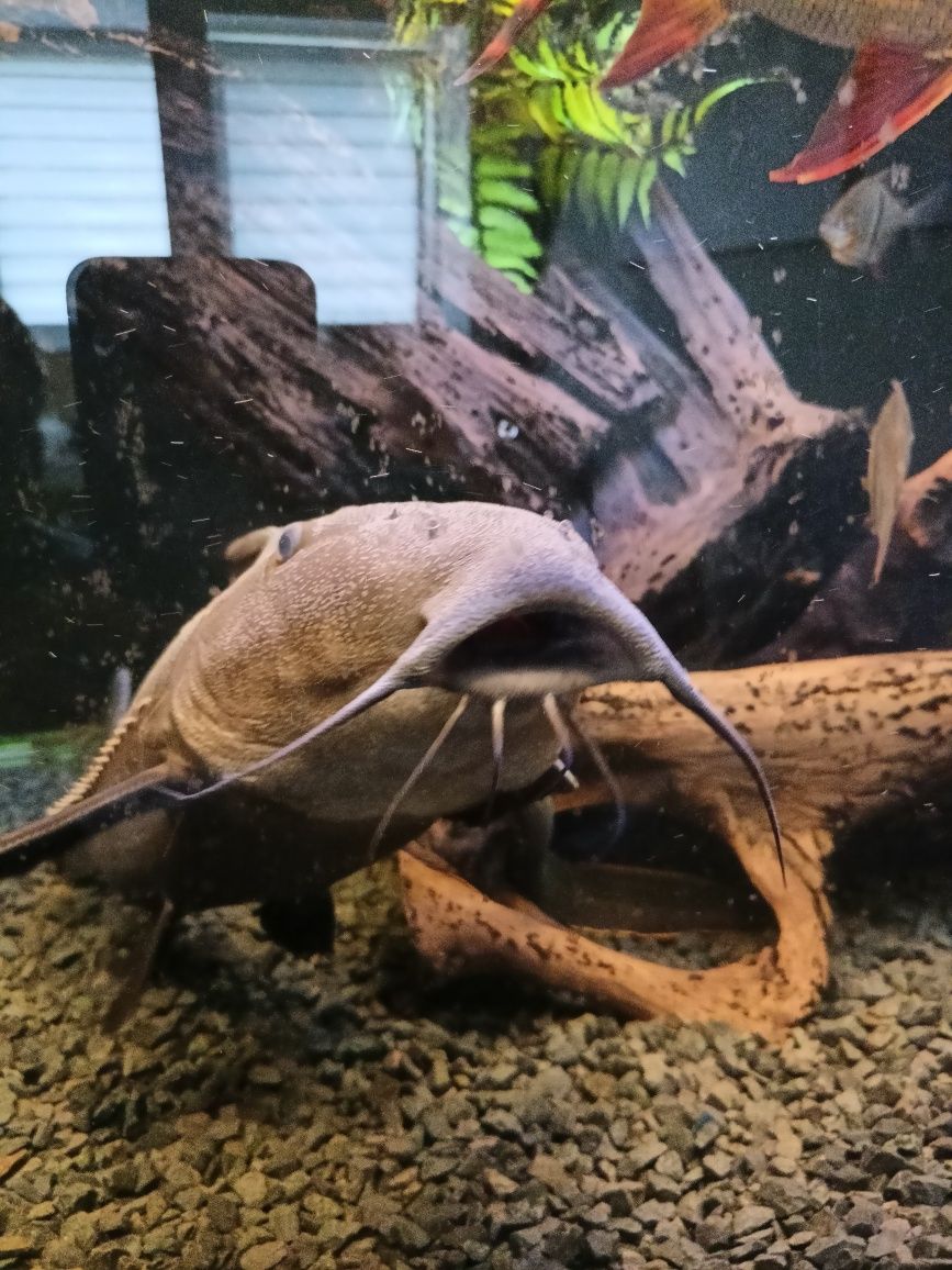 Oxydoras Niger kirys czarny rybka