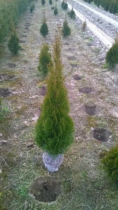 Thuja Tuja SMARAGD 100-120cm.+ 15zł/szt RABATY !!!