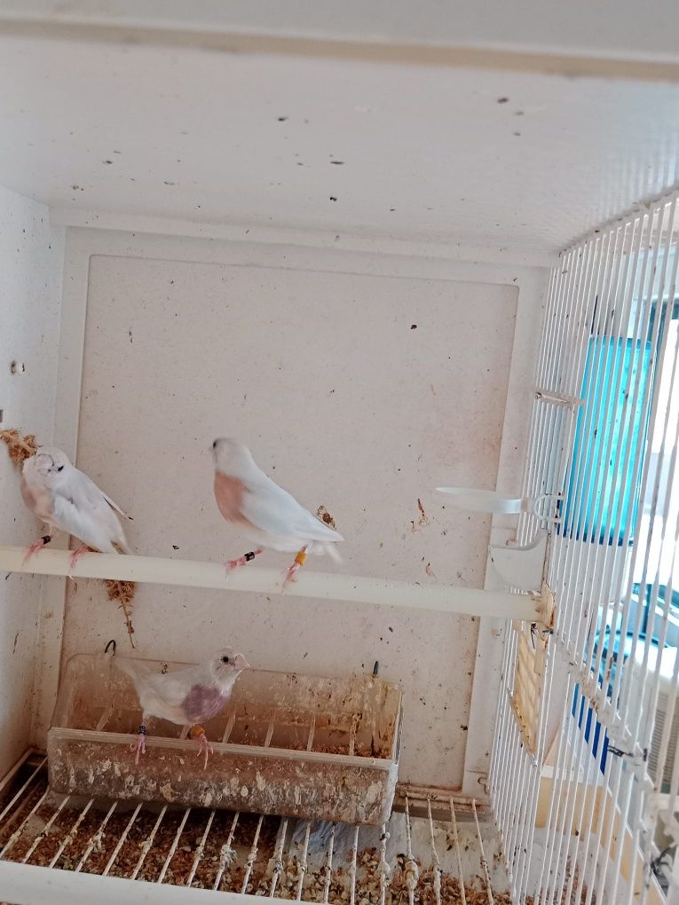 Diamantes de Gould