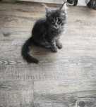 Uroczy Kociak, kot rasy Maine coon