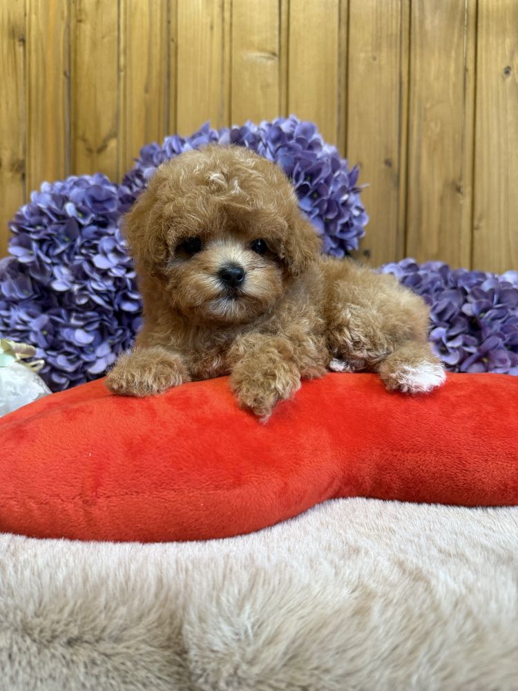 Мальтипу, maltipoo, кукольные мини девочки.