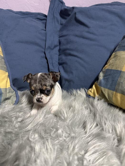 Menino “Chihuahua  lindissimo “ merle”