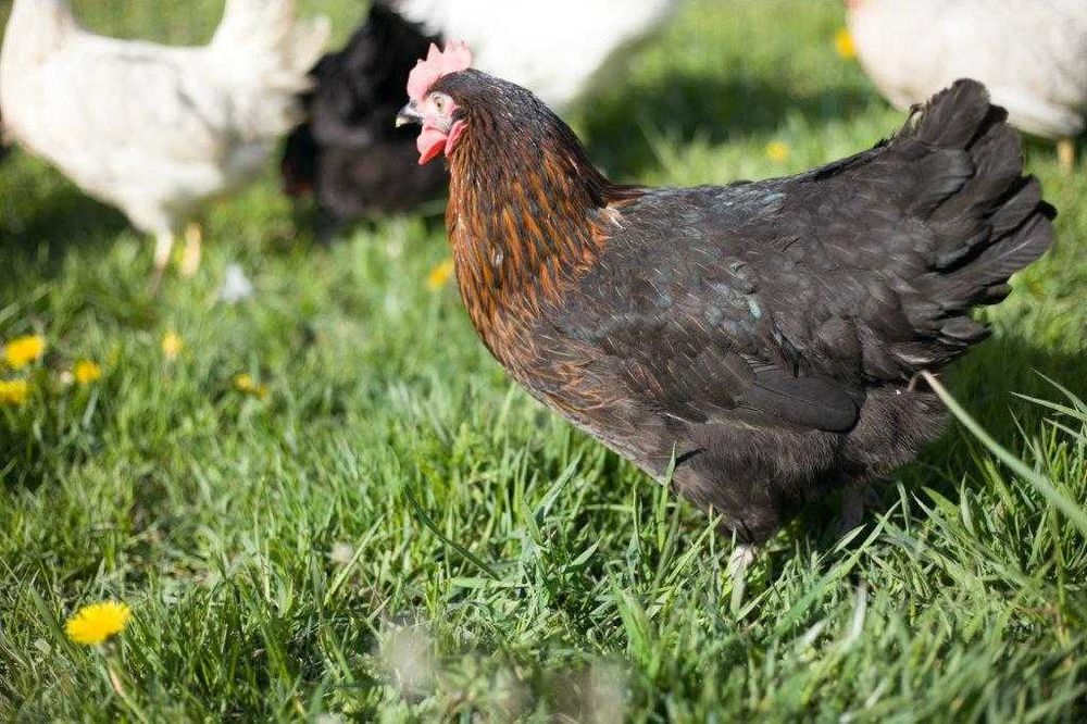 Kury kokoszki nioski Rosa kolorowa na wybieg odchowane dostawa Gratis